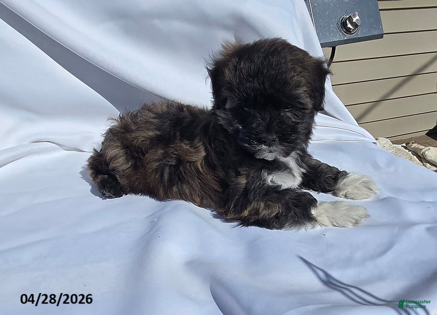 Mixed Breed dogs Sweetie Pie - Ad 1