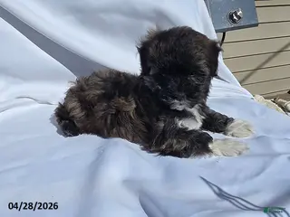 Mixed Breed dogs for sale: Sweetie Pie - Ad 2