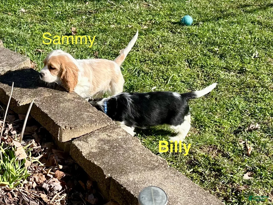 Mixed Breed dogs for sale: Jill - Ad 6