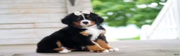 Bernese Mountain Dog dogs for sale: Bailey - Ad 2