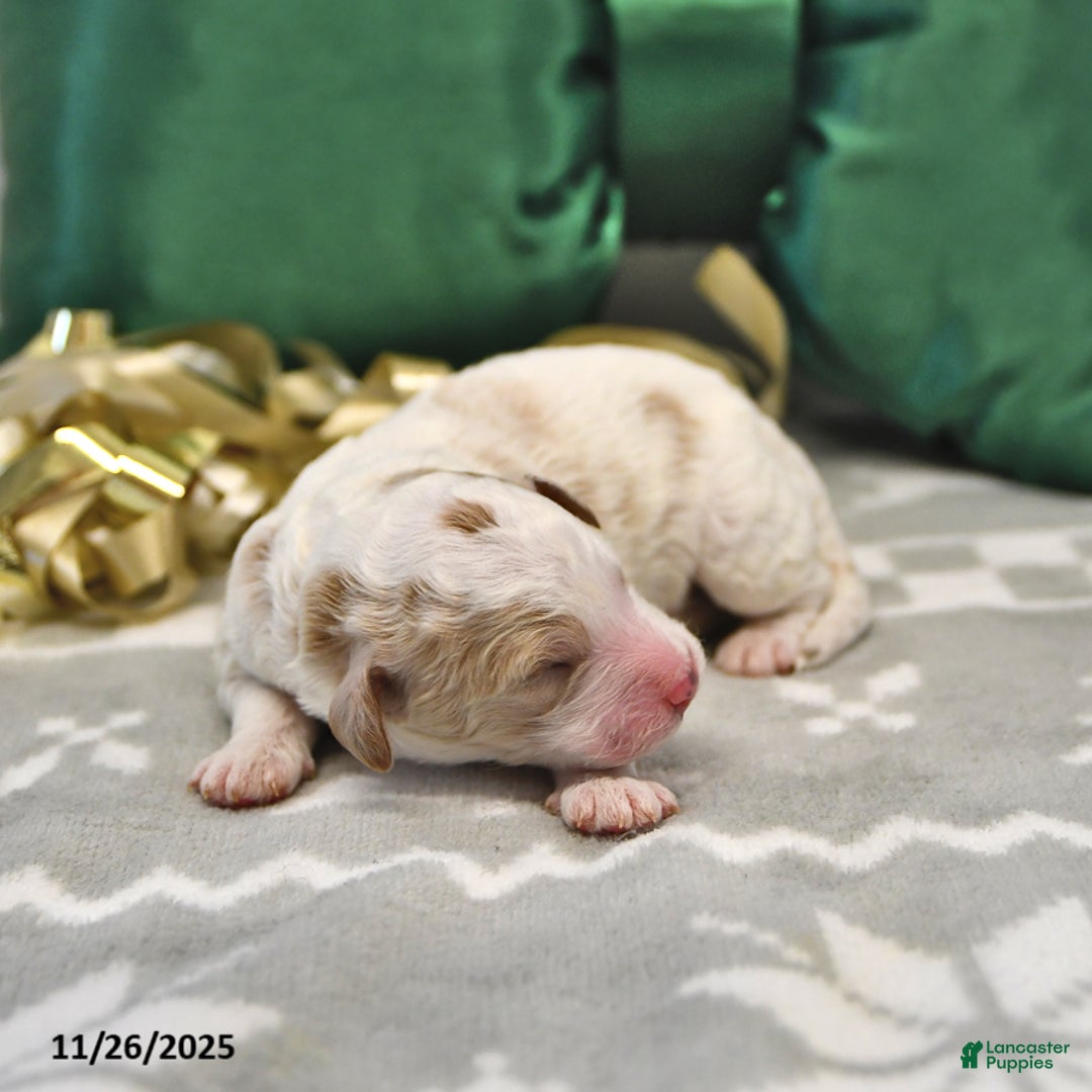 Mini Goldendoodle dogs for sale: Fletcher - Ad 2