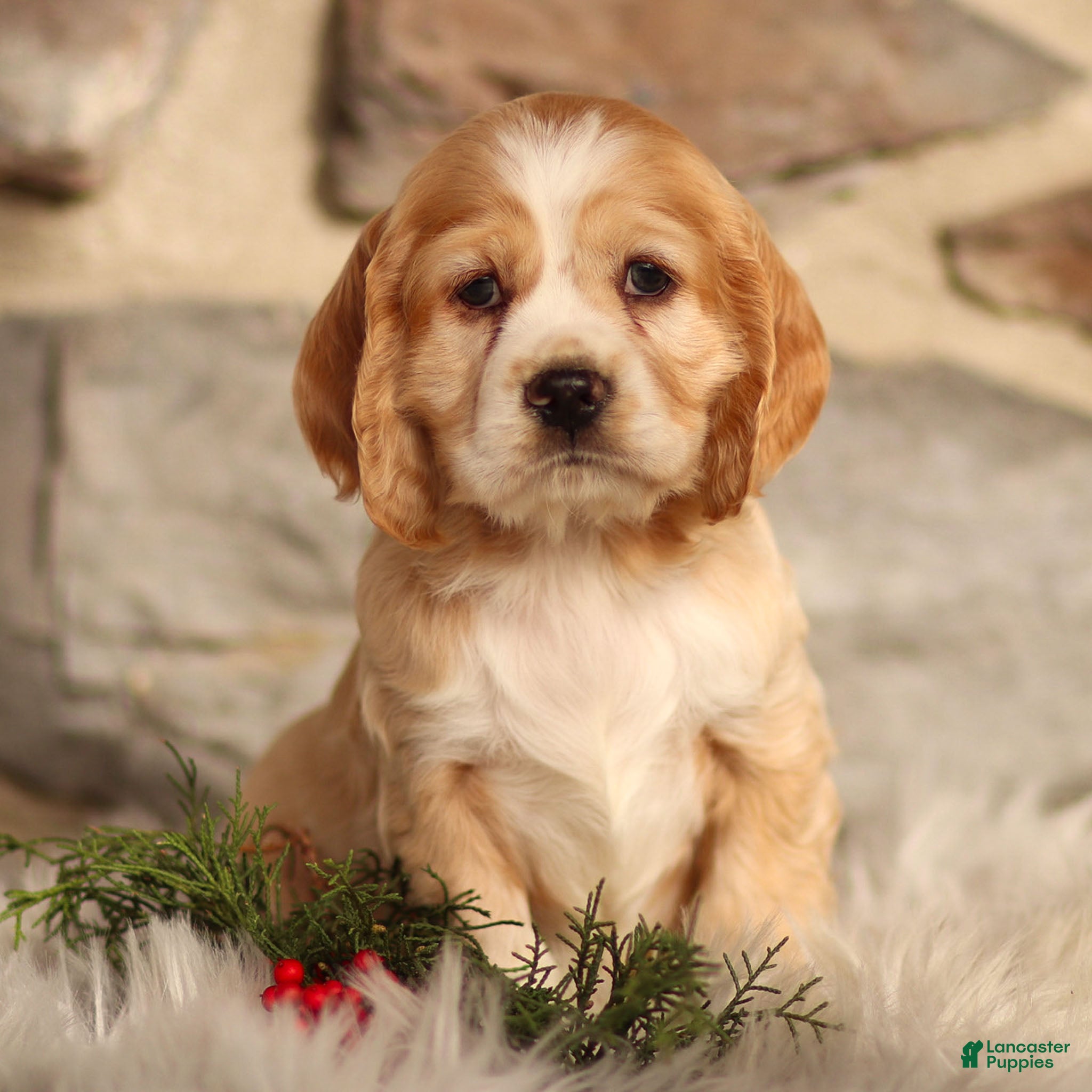 Cocker Spaniel dogs Dusty - Ad 12