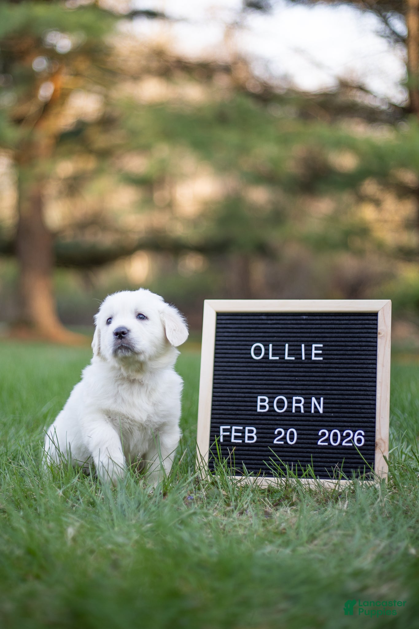 Golden Retriever dogs Ollie - Ad 1