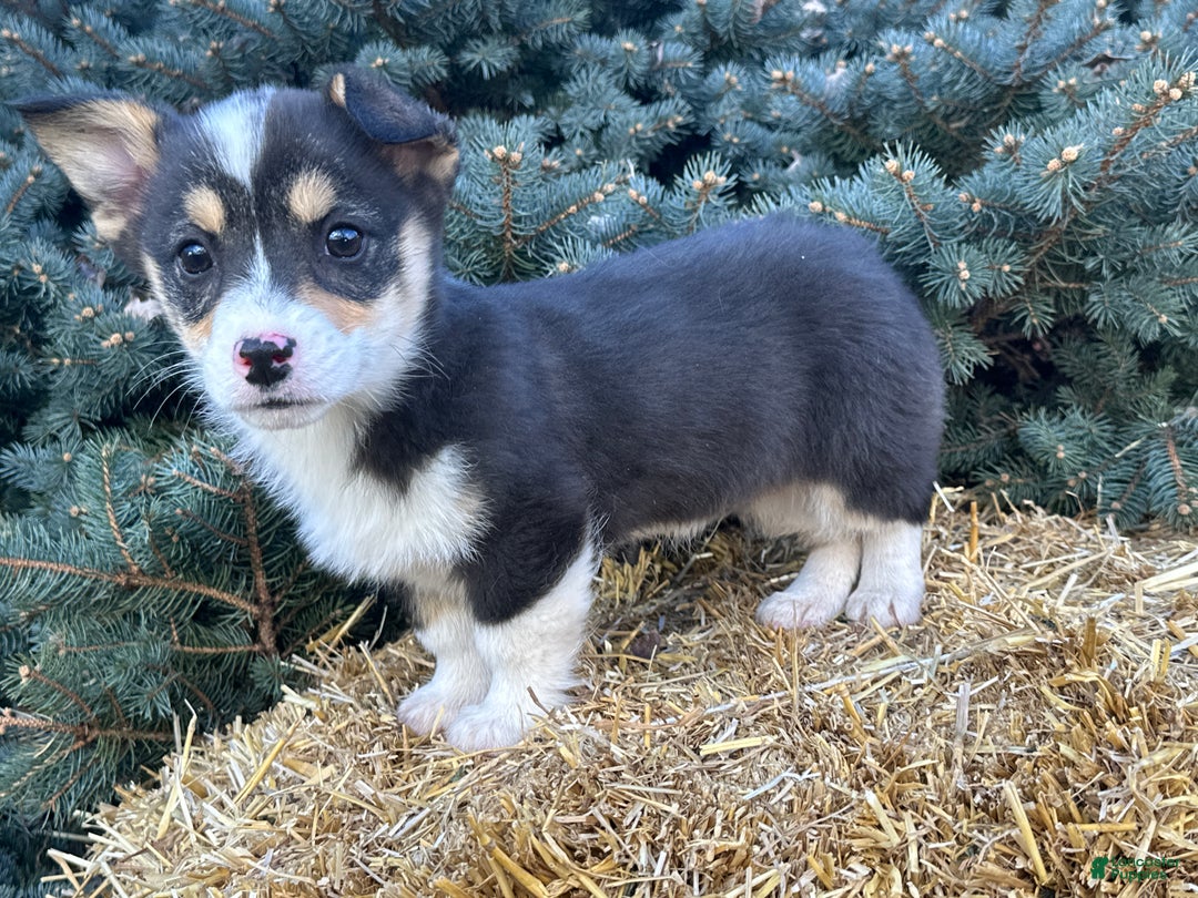 Welsh Corgi Pembroke dogs for sale: Jackson - Ad 8