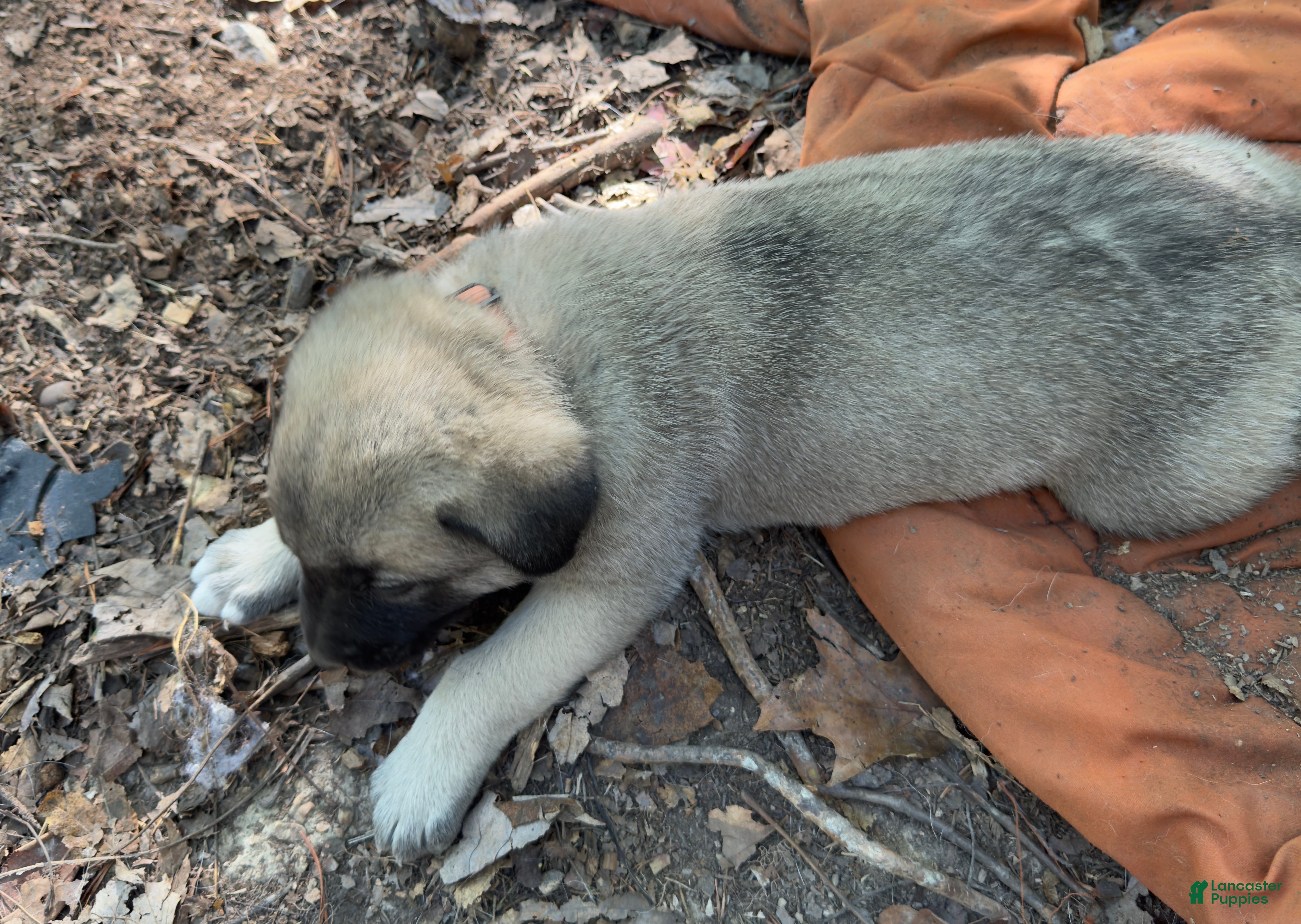 Mixed Breed dogs Anatolian/ Kangal- Orange  - Ad 1