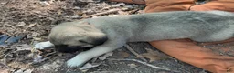 Mixed Breed dogs for sale: Anatolian/ Kangal- Orange  - Ad 2