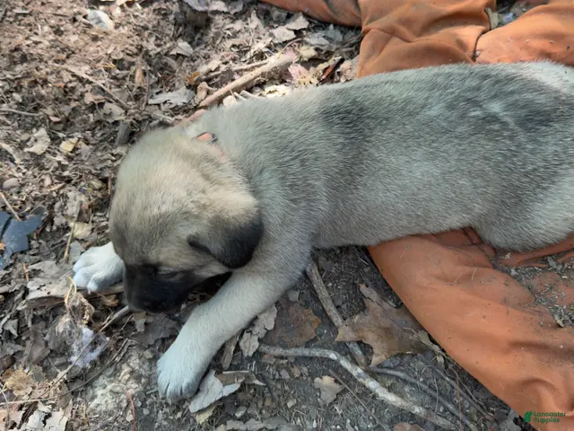 Mixed Breed dogs for sale: Anatolian/ Kangal- Orange - Ad 2