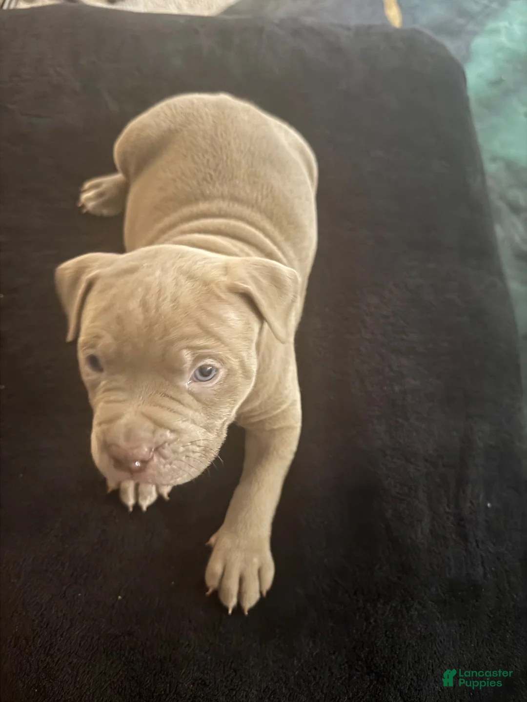 American Bully dogs for sale: American Bully 7 - Ad 1