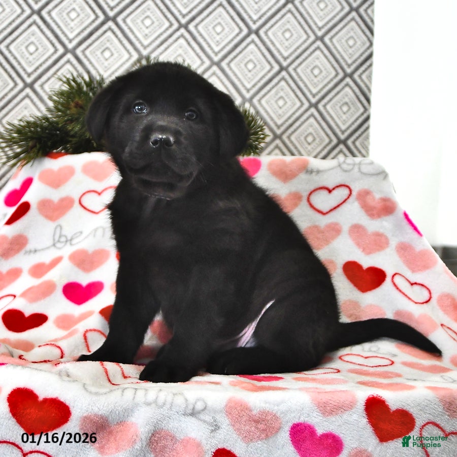 Mixed Breed dogs Samson - Ad 2