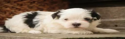 Havanese dogs for sale: Twila Havanese Puppy  - Ad 1
