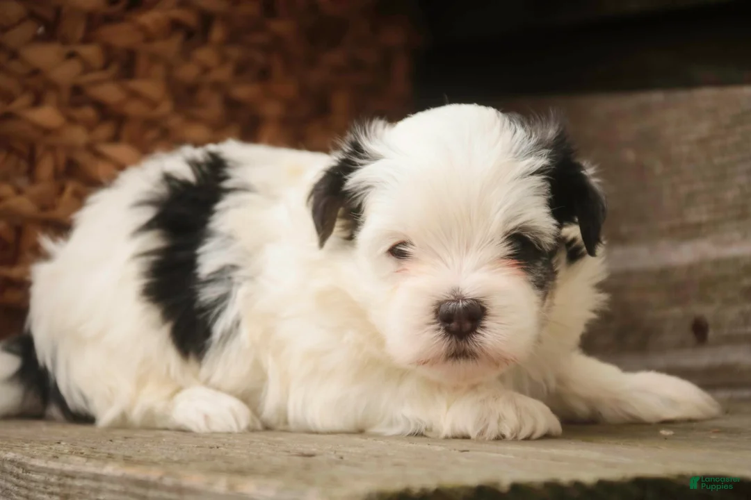 Havanese dogs for sale: Twila Havanese Puppy  - Ad 1