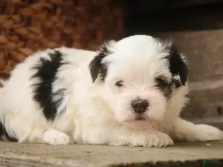 Havanese dogs for sale: Twila Havanese Puppy - Ad 2