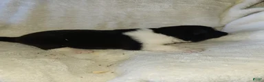 Akita Puppy 3