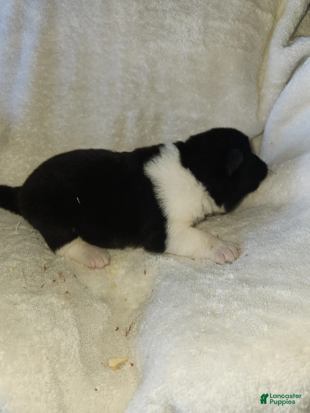 Akita dogs for sale: Akita Puppy 3 - Ad 1