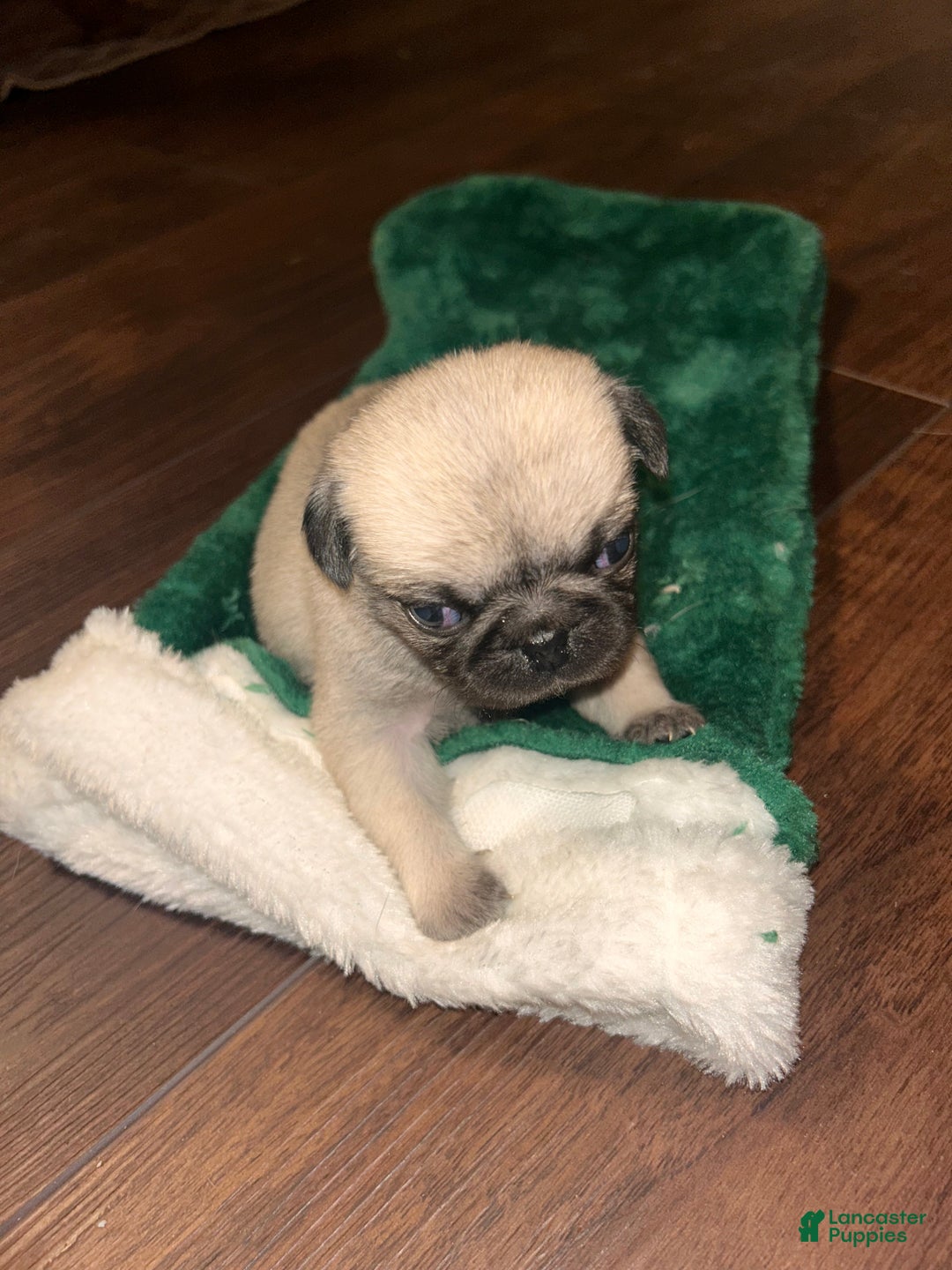 Pug dogs for sale: Mable - Ad 9