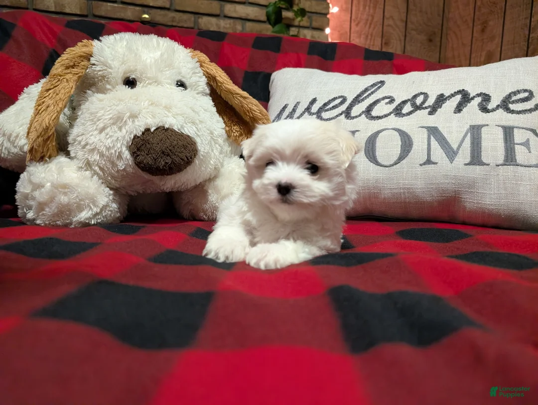 Maltese dogs for sale: Maltese Puppy 2 - Ad 4