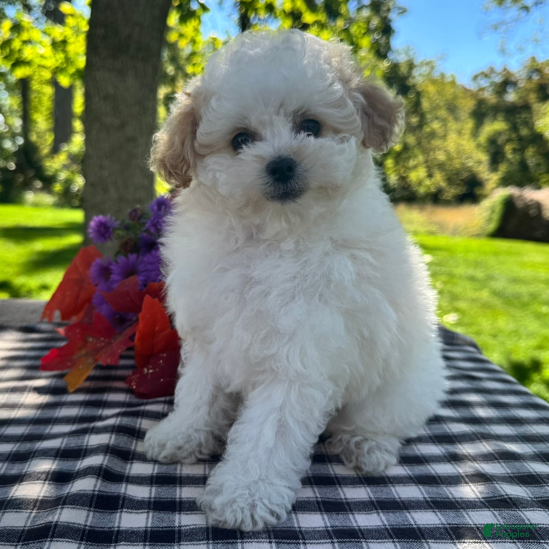 Miniature Poodle dogs for sale: Gage - Ad 1