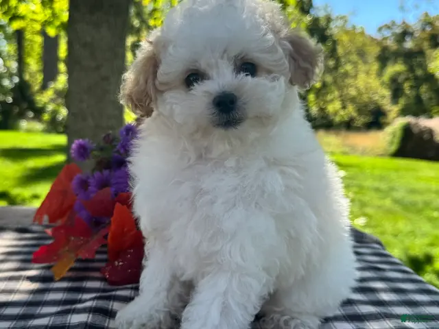 Miniature Poodle dogs for sale: Gage - Ad 1