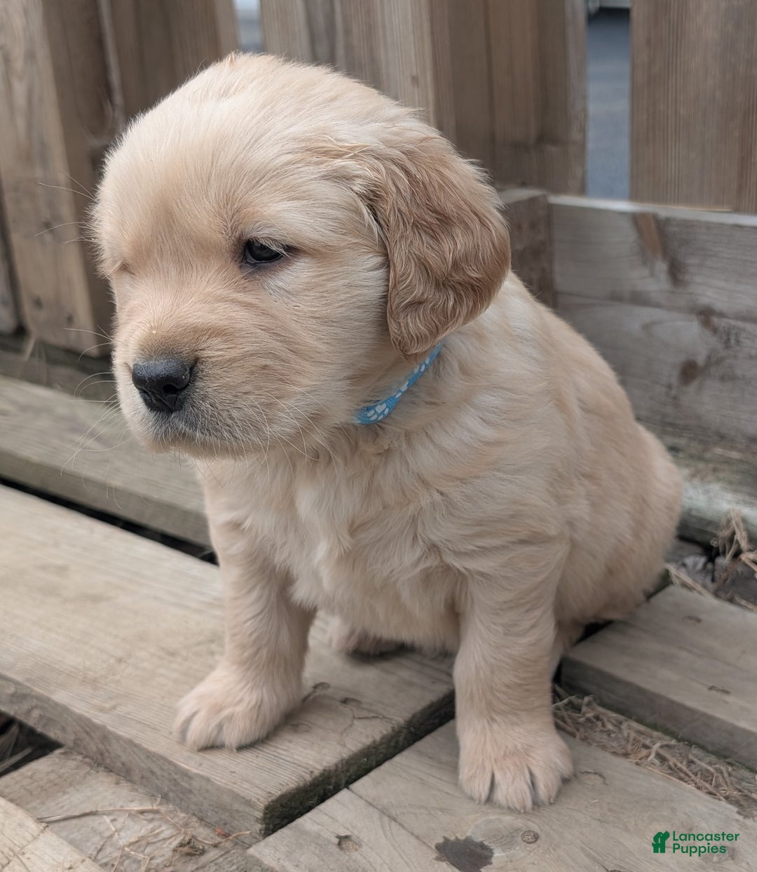 Golden Retriever dogs for sale: Rocky - Ad 8