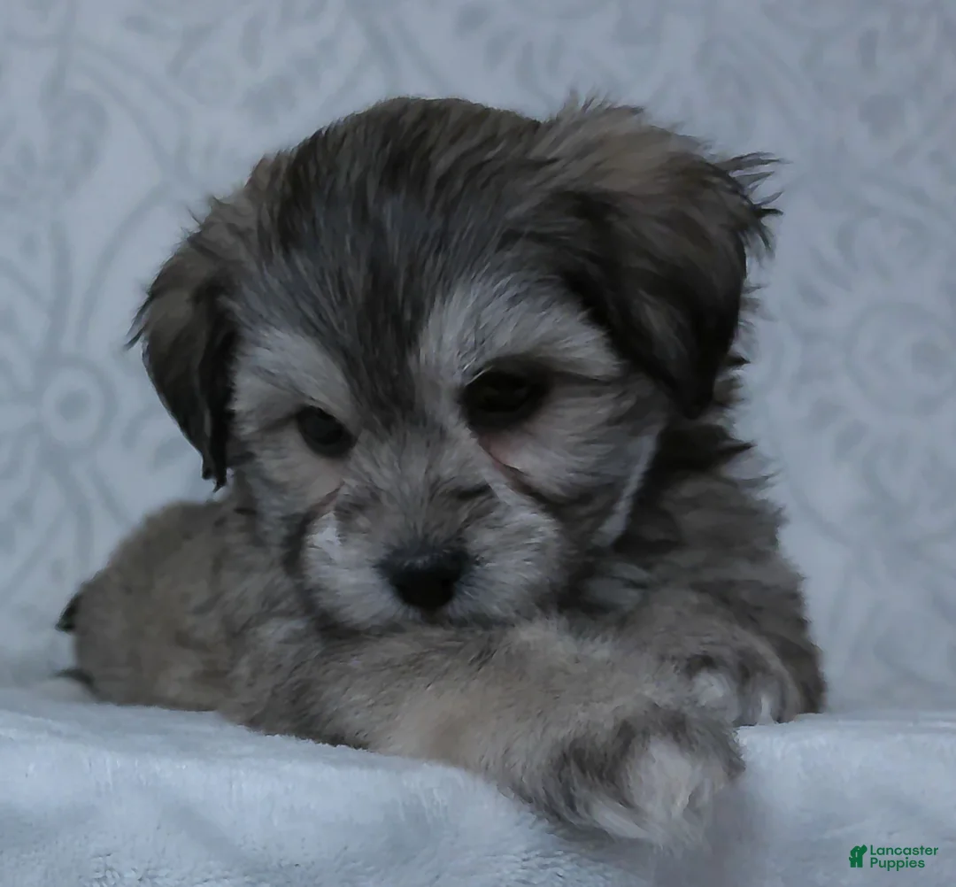 Teddy Bear dogs for sale: Bowser - Ad 4