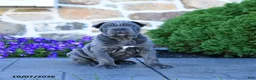 Cane Corso dogs for sale: Buddy - Ad 1