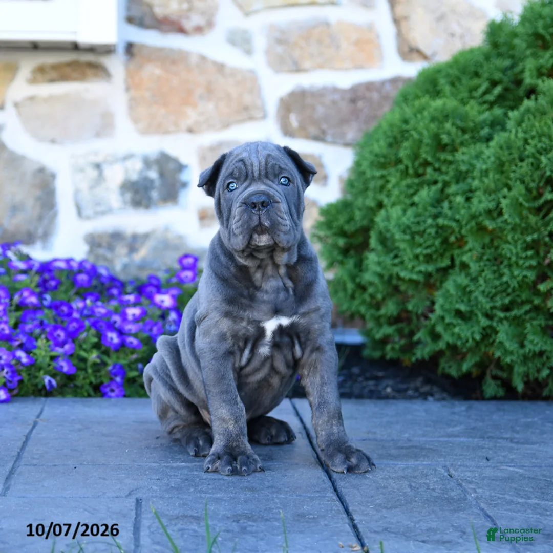 Cane Corso dogs for sale: Buddy - Ad 1
