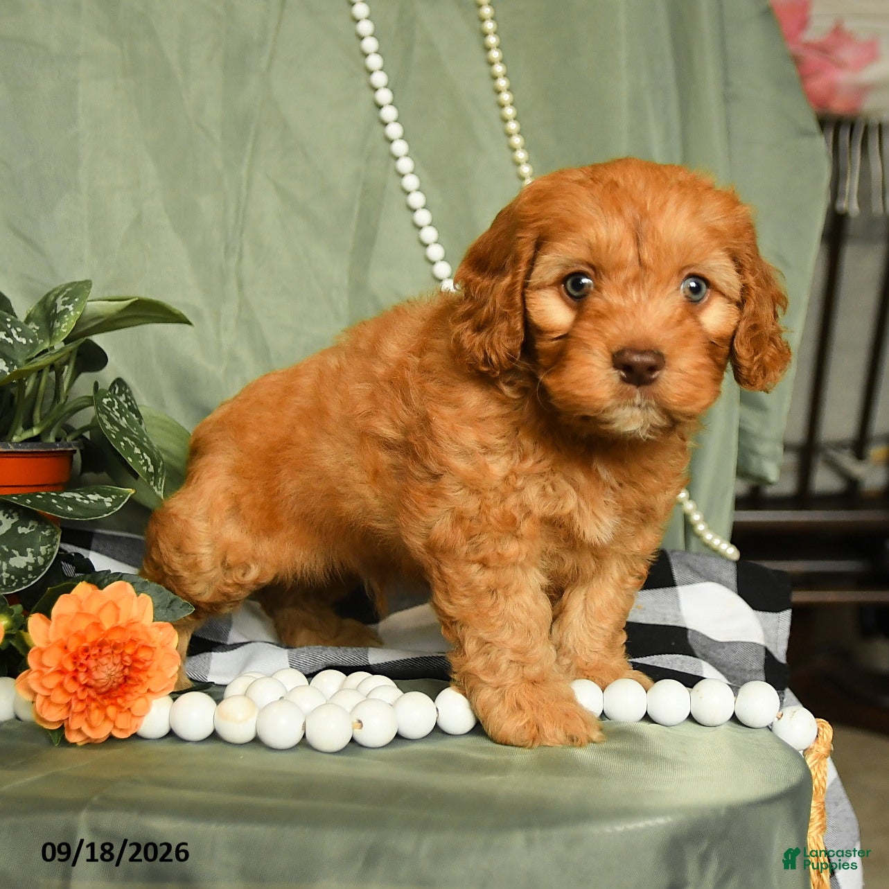 Cockapoo dogs Hunter - Ad 1