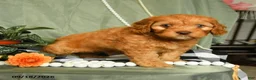 Cockapoo dogs for sale: Hunter - Ad 1