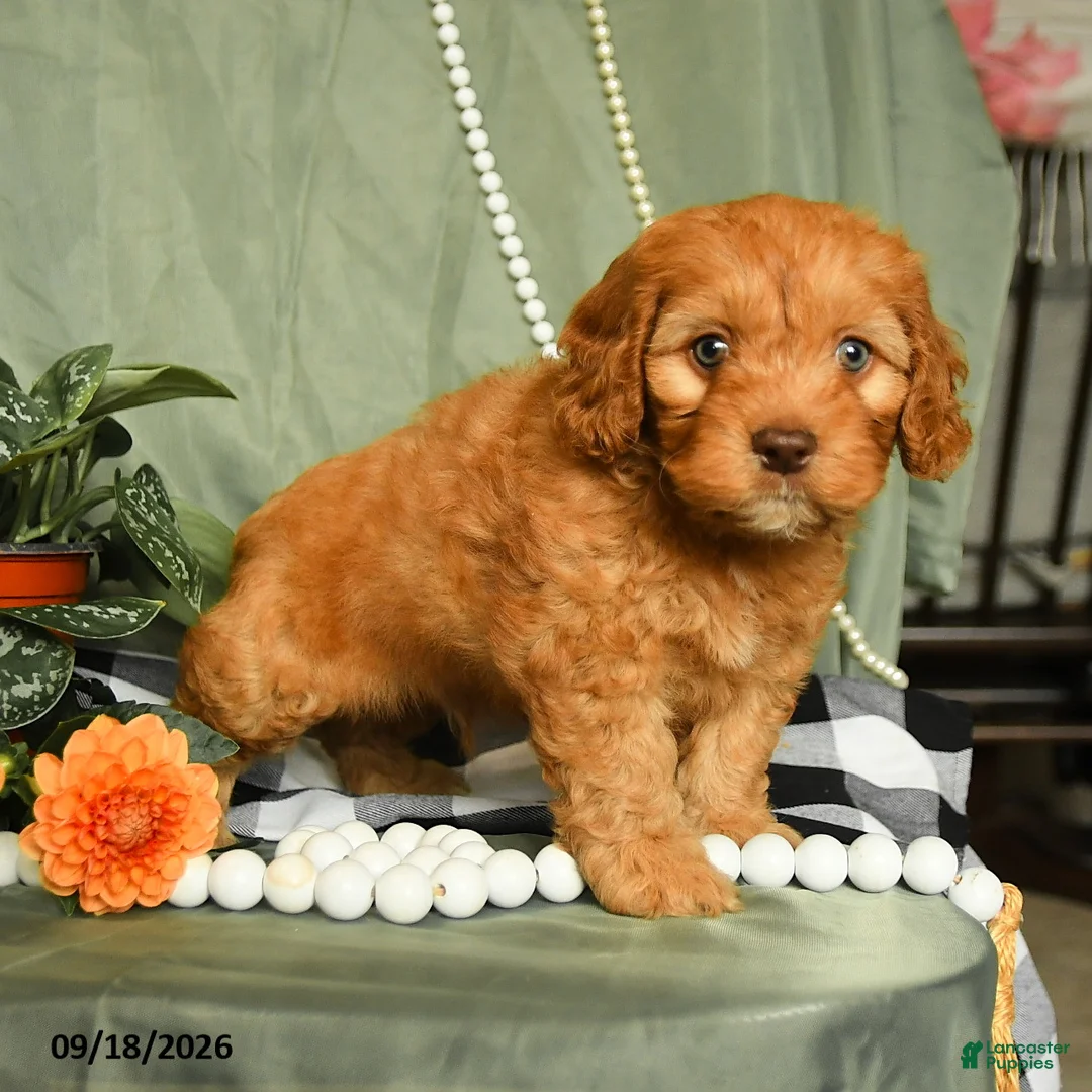 Cockapoo dogs for sale: Hunter - Ad 1