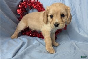 Mixed Breed dogs Bailey - Ad 2