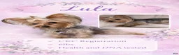 Yorkshire Terrier dogs for sale: Sissy - Ad 3