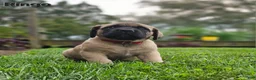 English Mastiff dogs for sale: Ringo  - Ad 3
