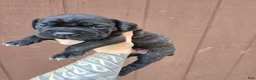 Cane Corso dogs for sale: Chippewa  - Ad 7