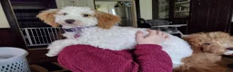 Mini Goldendoodle dogs for sale: Rex - Ad 4