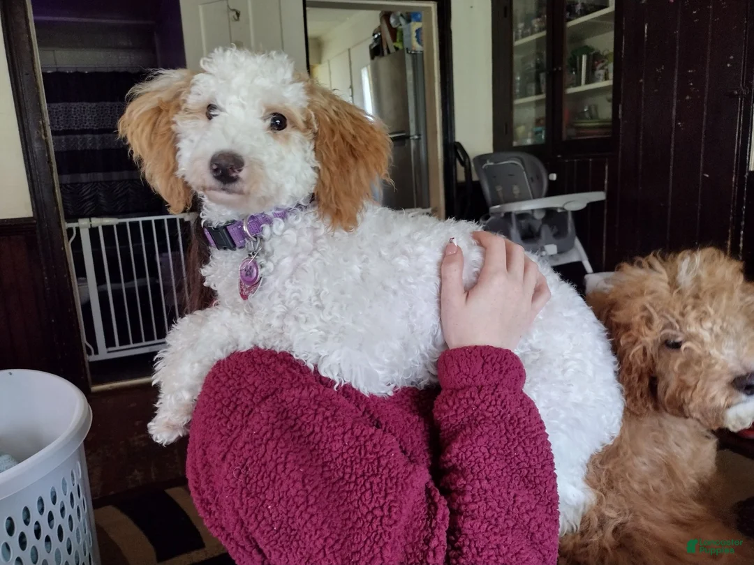 Mini Goldendoodle dogs for sale: Rex - Ad 4