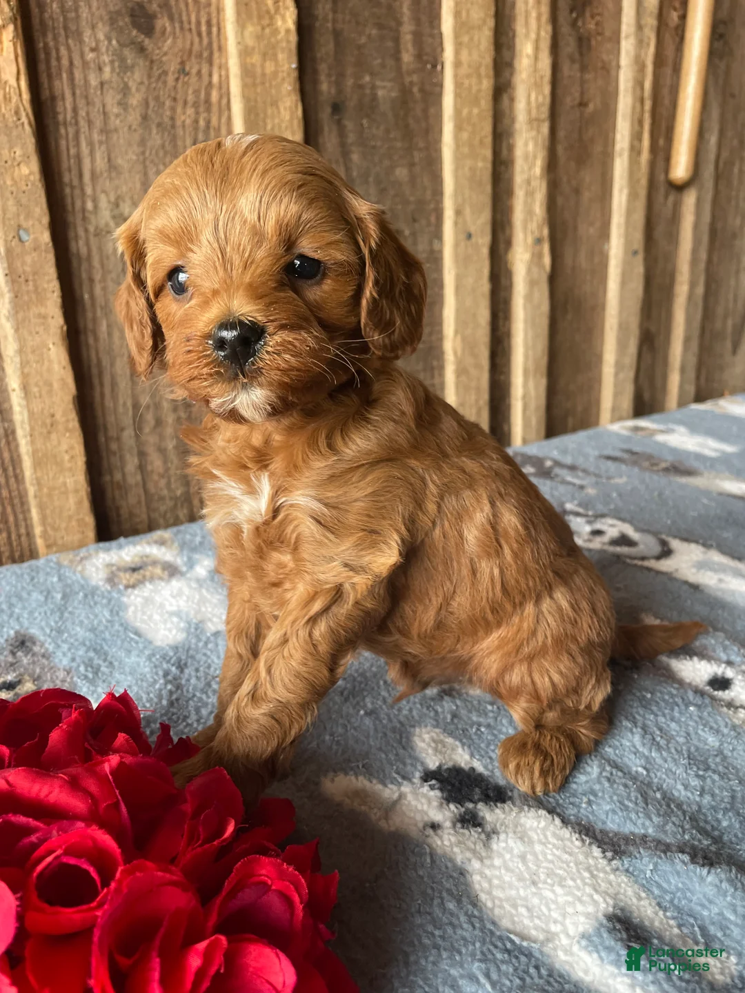 Cavapoo dogs for sale: Theodore - Ad 2