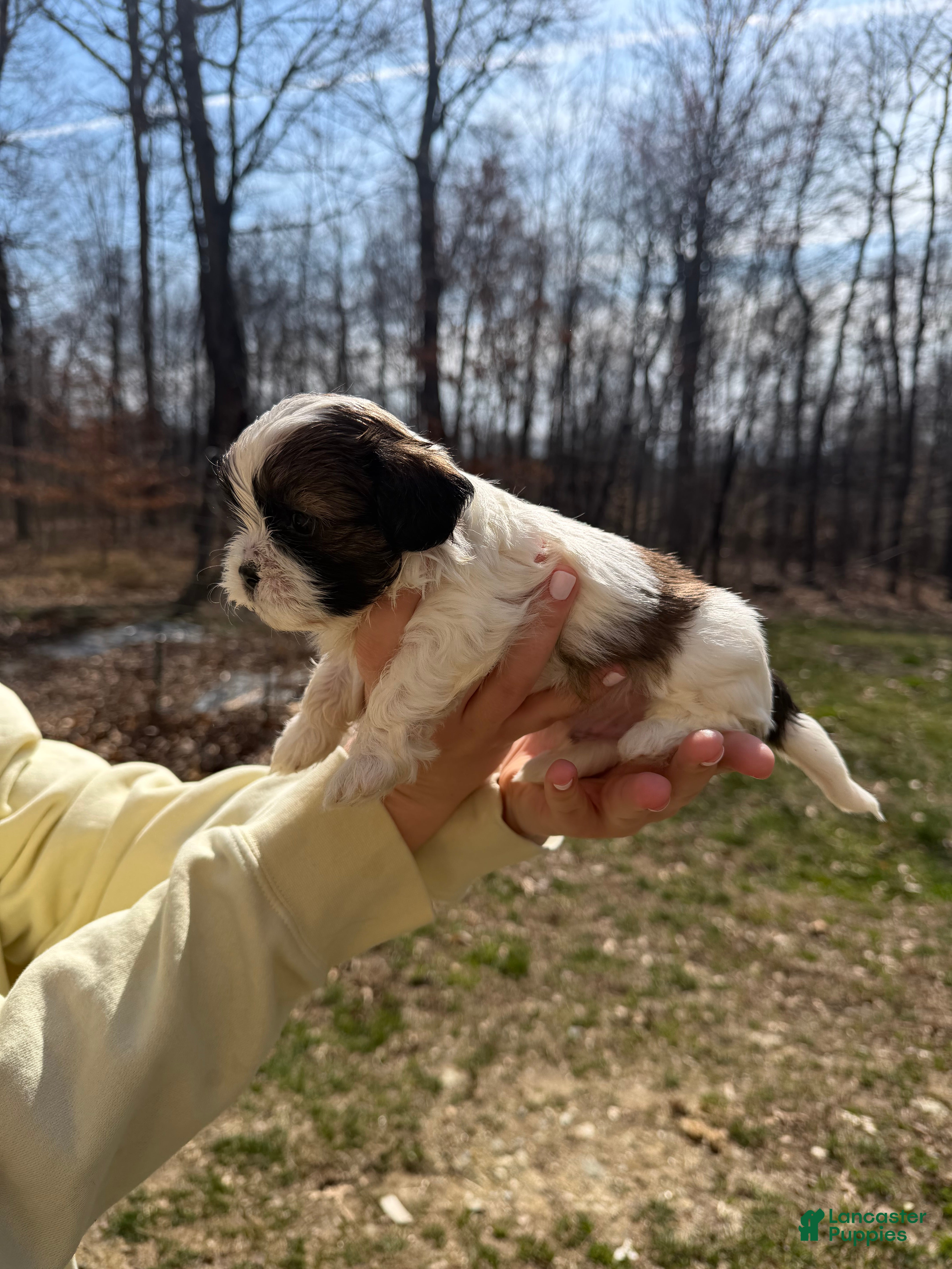 Shih Tzu dogs Shih Tzu Puppy 3 - Ad 2