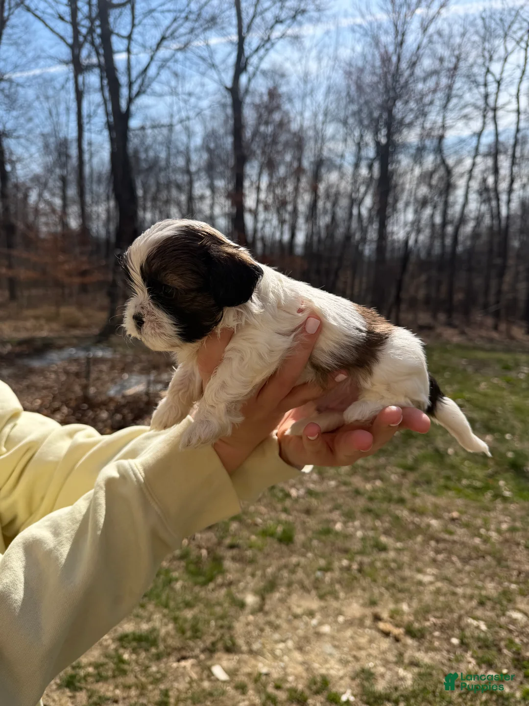 Shih Tzu dogs for sale: Shih Tzu Puppy 3 - Ad 2