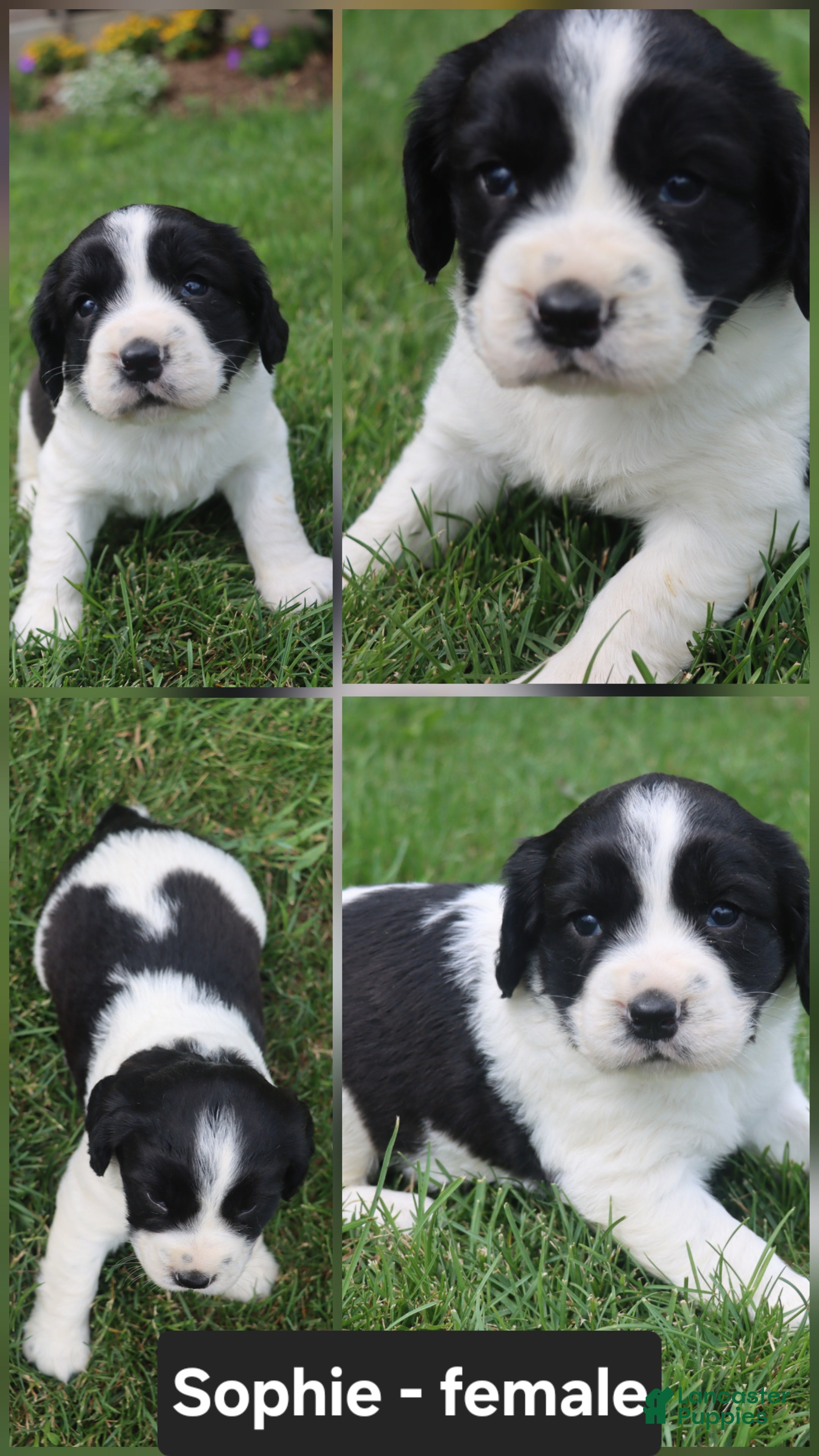 English Springer Spaniel dogs Sophie  - Ad 41
