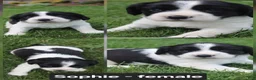 English Springer Spaniel dogs for sale: Sophie  - Ad 1