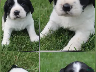 English Springer Spaniel dogs Sophie - Ad 41