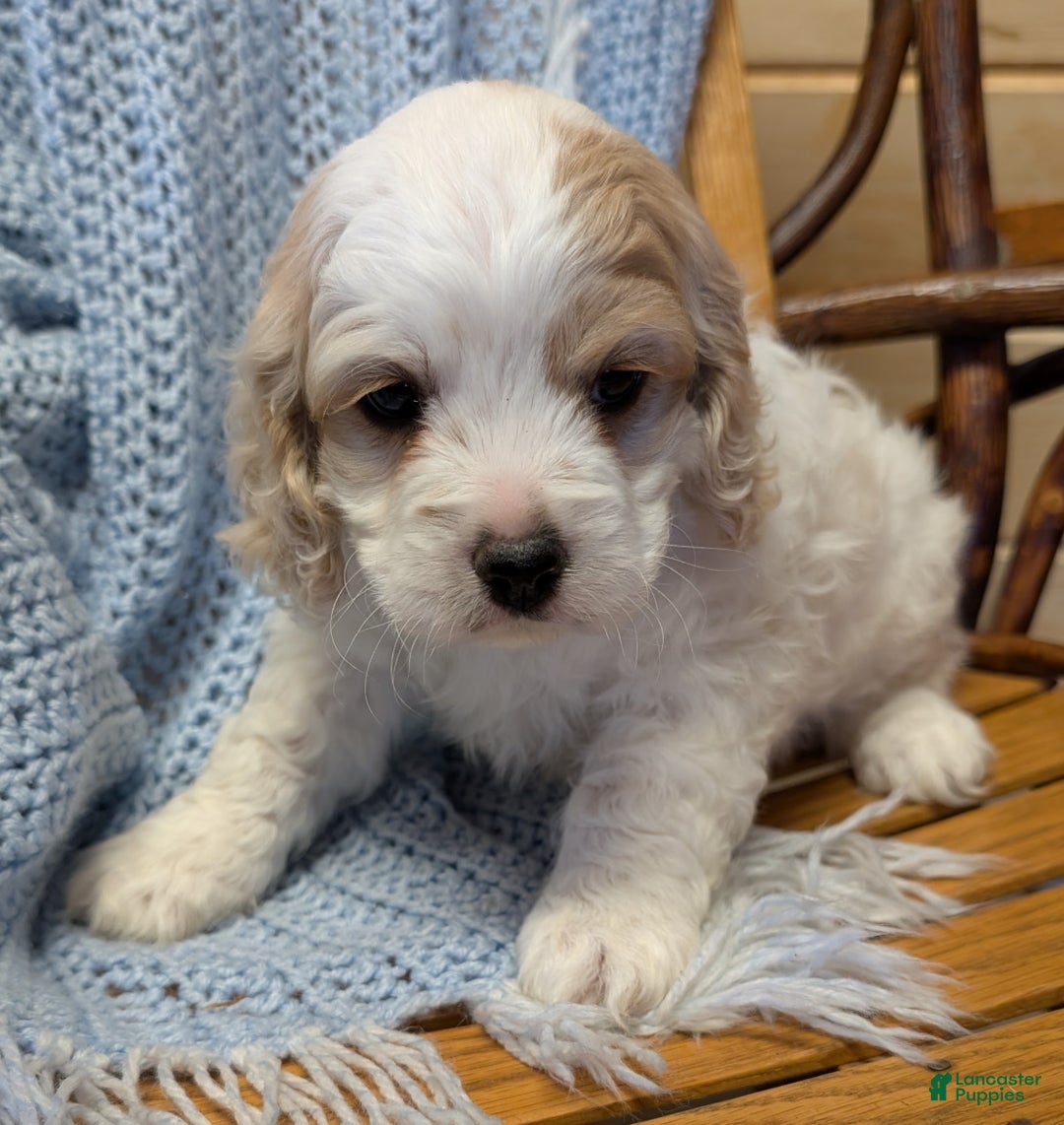Cockapoo dogs for sale: Patch - Ad 2