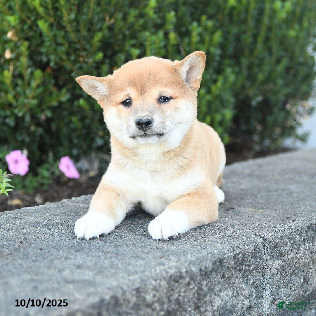 Puppies For Sale Shiba Rescue Near Me Adoption Small Shiba Inu For Sale  Shiba Inu Puppies