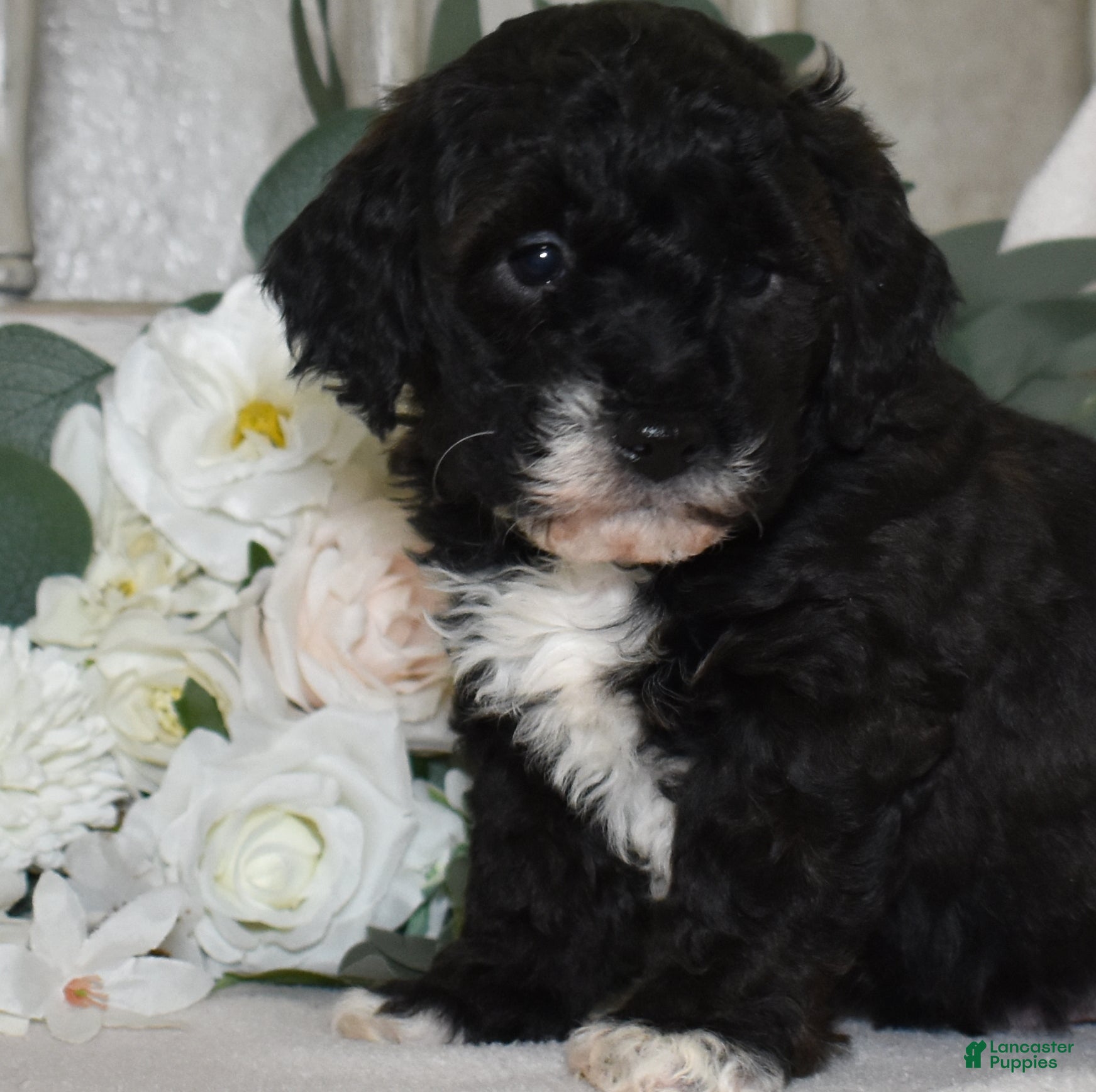 Miniature Poodle dogs Jackson  - Ad 2