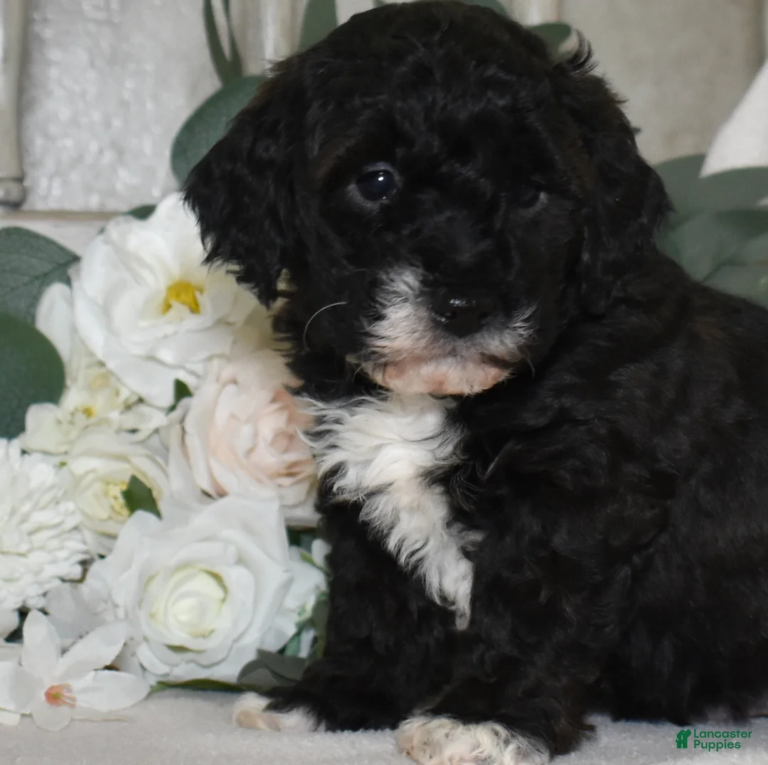 Miniature Poodle dogs for sale: Jackson  - Ad 2