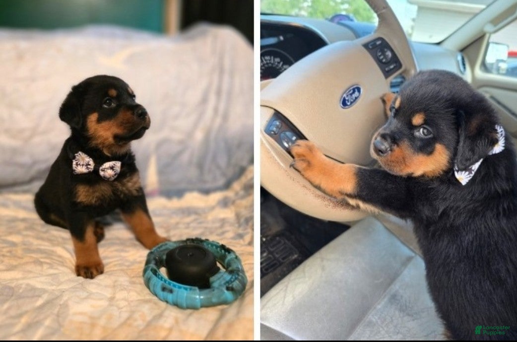 Rottweiler dogs Snickers - Ad 20