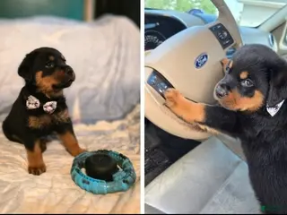 Rottweiler dogs Snickers - Ad 20