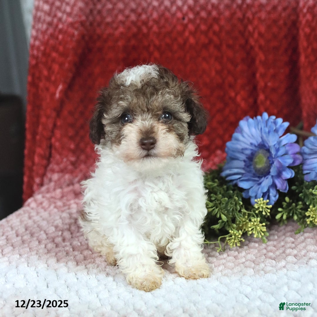Miniature Poodle dogs for sale: Megan - Ad 5