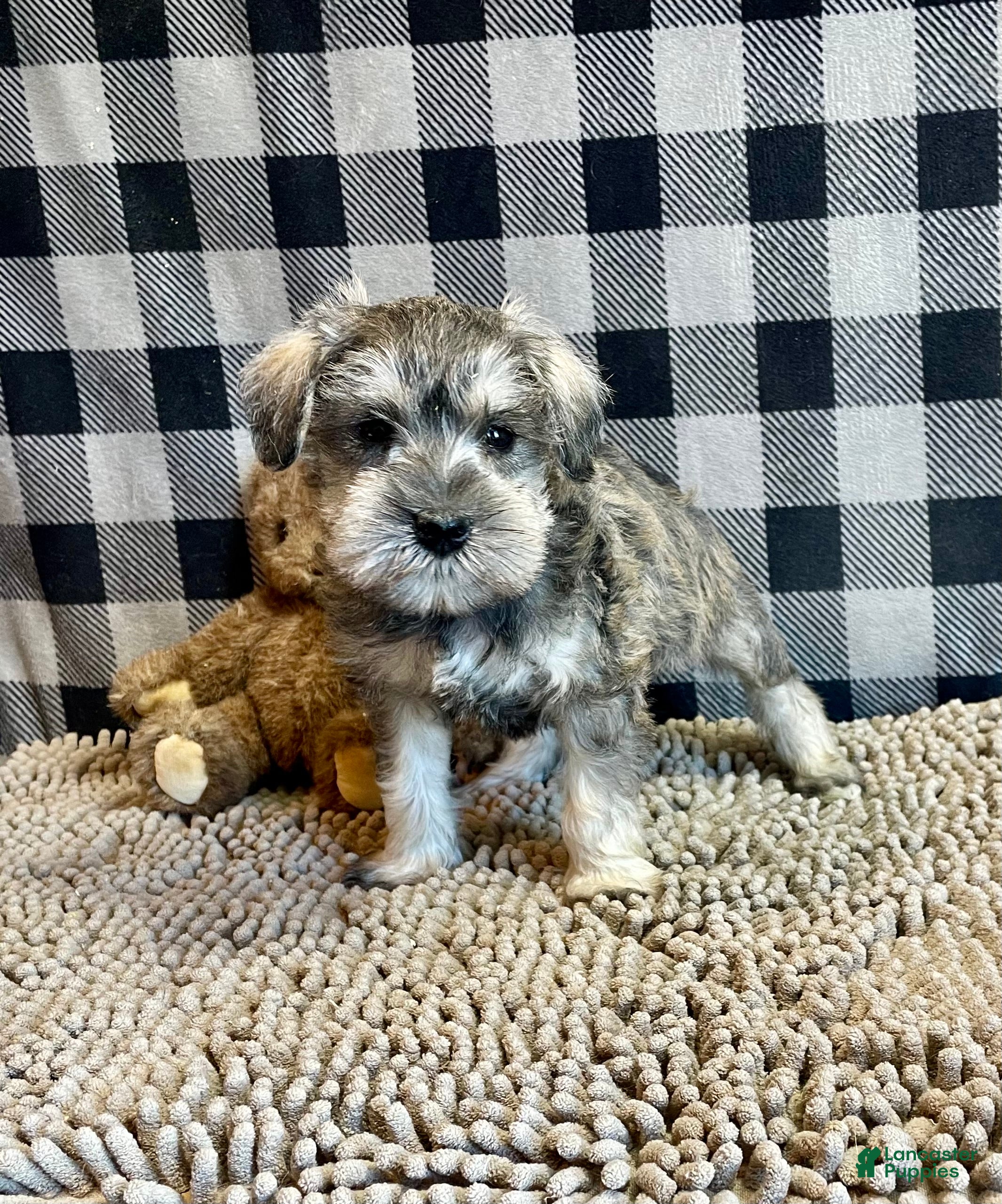 Miniature Schnauzer dogs Jake - Ad 2