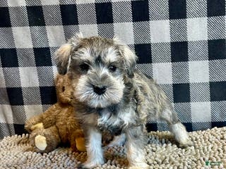 Miniature Schnauzer dogs Jake - Ad 27